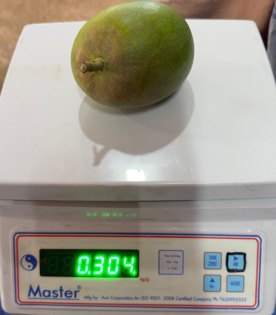 Alphonso Mangoes - Grade A1 (Dozen) - Image 2