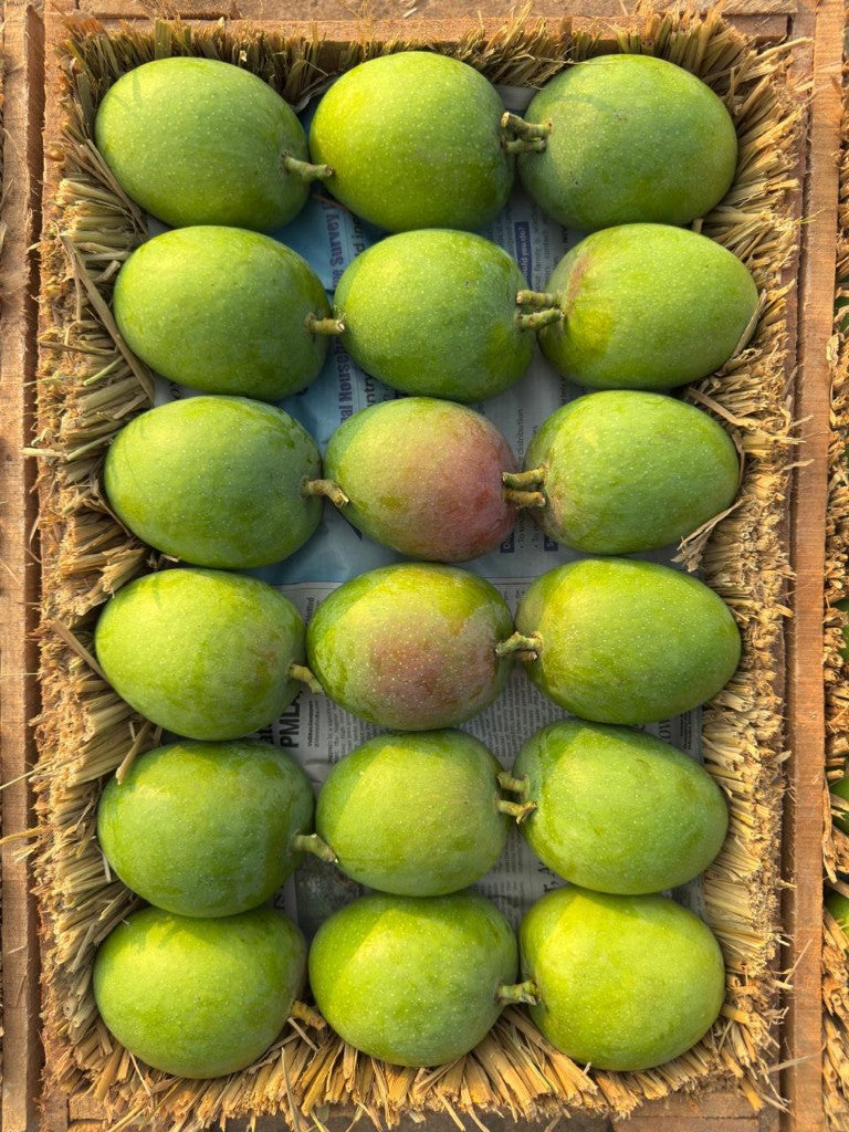 Alphonso Mangoes - Grade A1 (Dozen) - Image 4