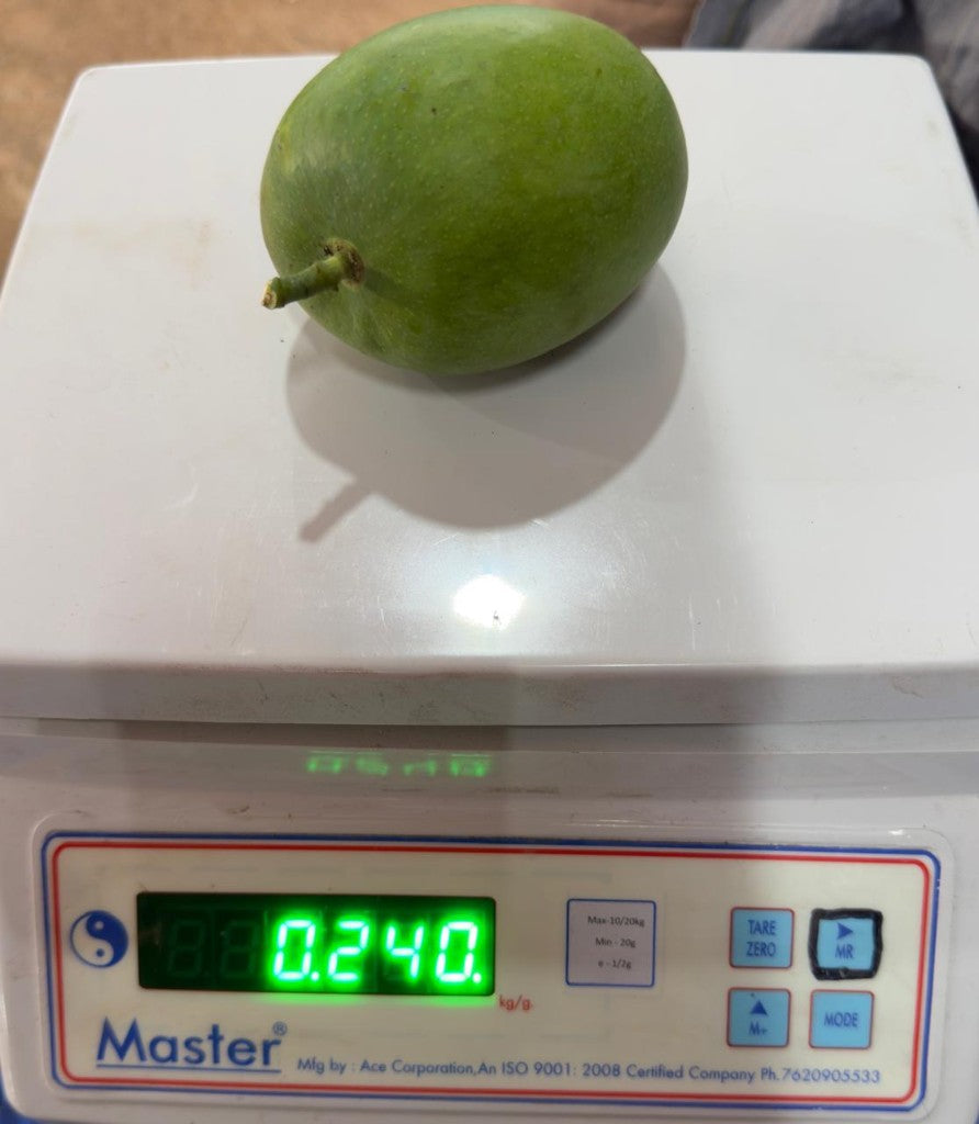 Alphonso Mangoes - Grade A2 (Dozen) - Image 2