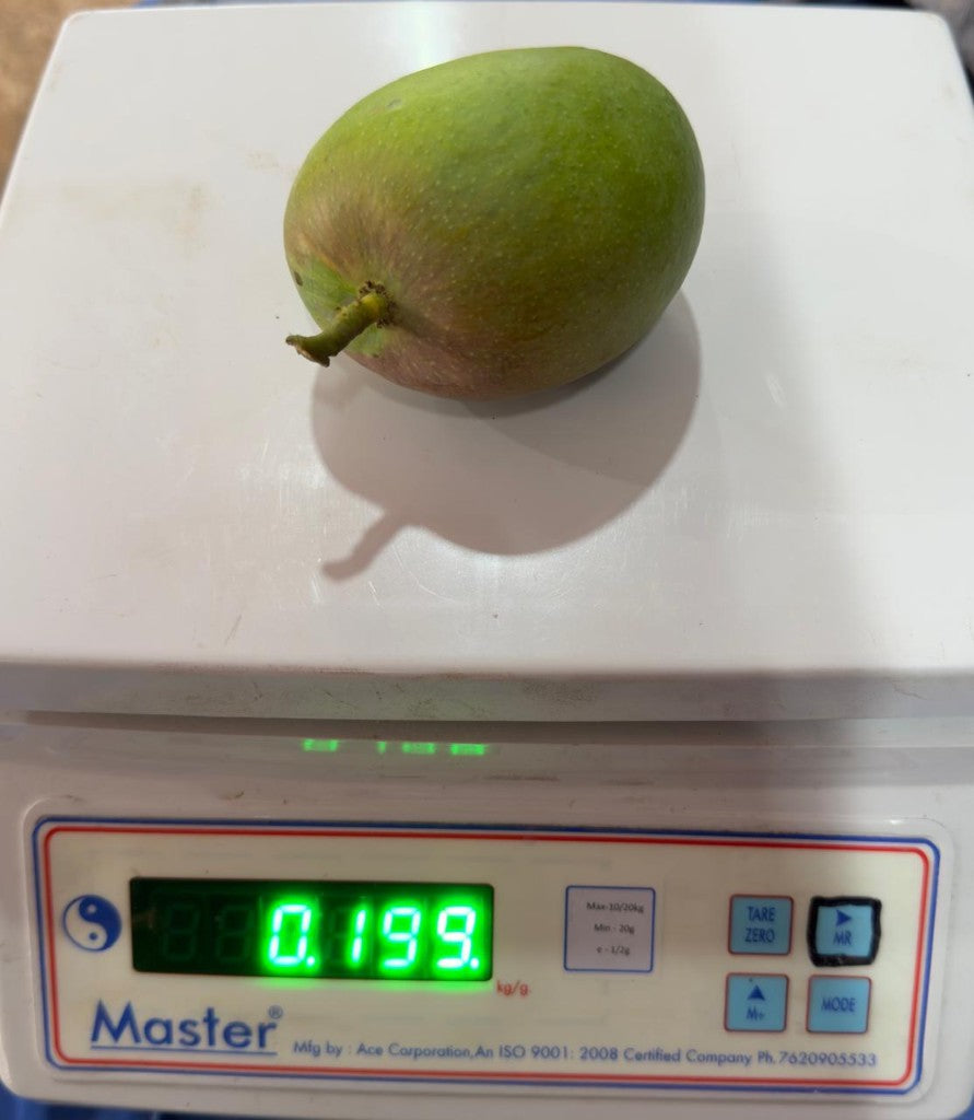Alphonso Mangoes - Grade A3 (Dozen) - Image 2