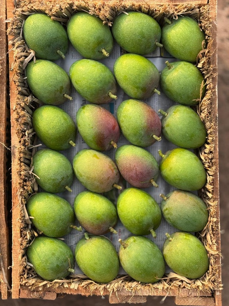 Alphonso Mangoes - Grade A3 (Dozen) - Image 3