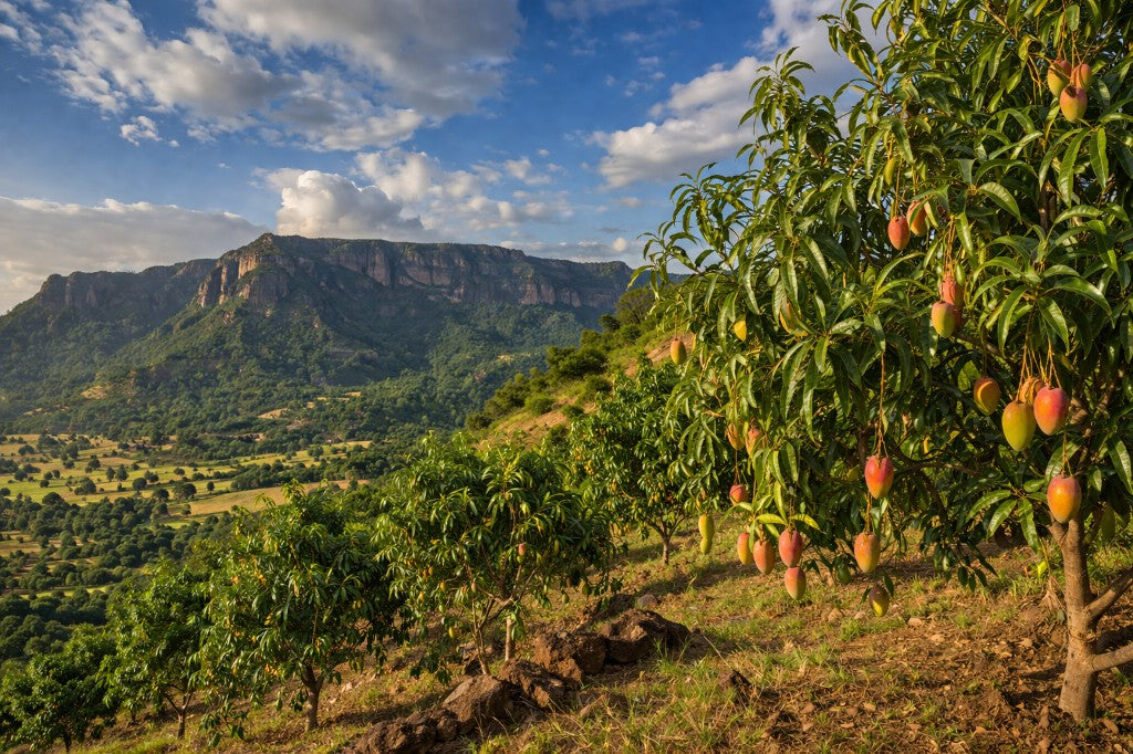 Mango trees on a hillside with ripening fruit, valley and mountain range in the distance