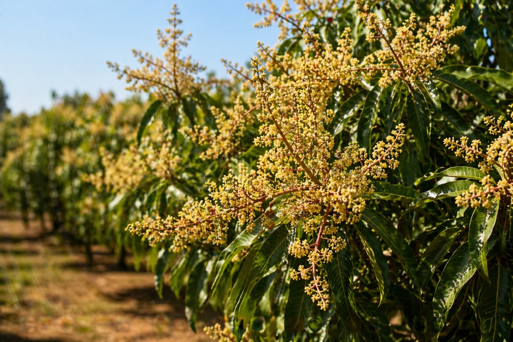 Mango trees in bloom with cream-colored flower panicles in a sunlit orchard row